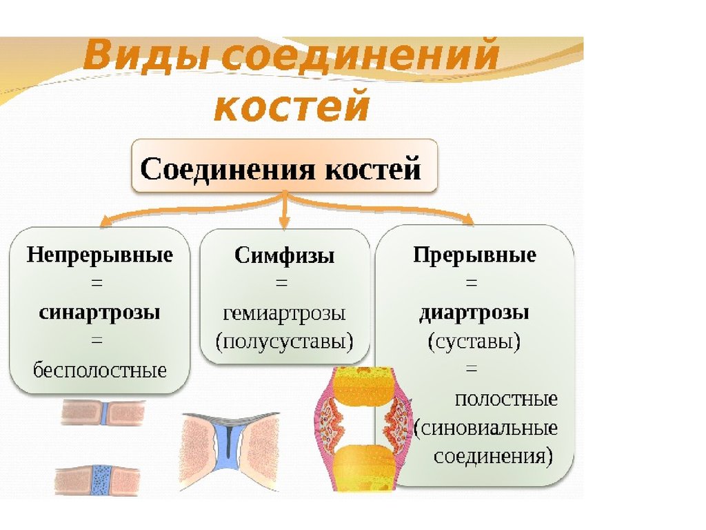 Прерывное соединение кости. Непрерывные соединения костей анатомия. Классификация соединений костей. Непрерывные соединения костей.. . Соединения костей: , полусуставы, суставы. К какому типу соединения костей относится сустав?.