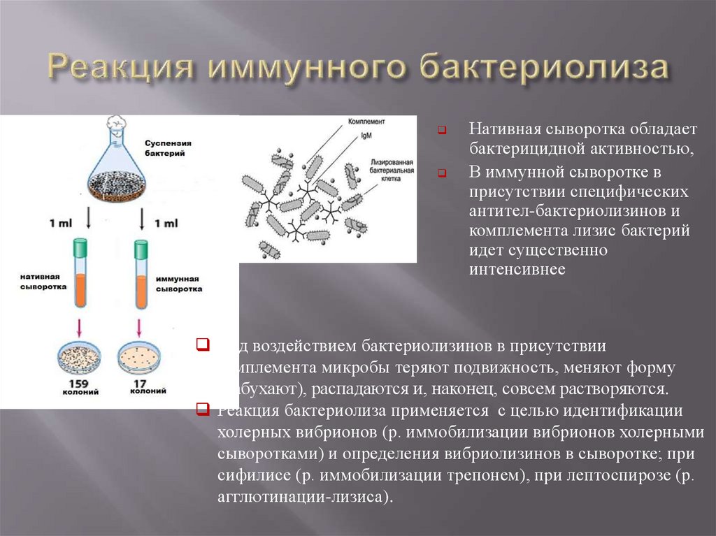 Иммунные сыворотки. Реакция иммунного бактериолиза. Реакции иммунного лизиса бактериолиз. Реакции иммунной сыворотки серологические реакции. Реакция бактериолиза.