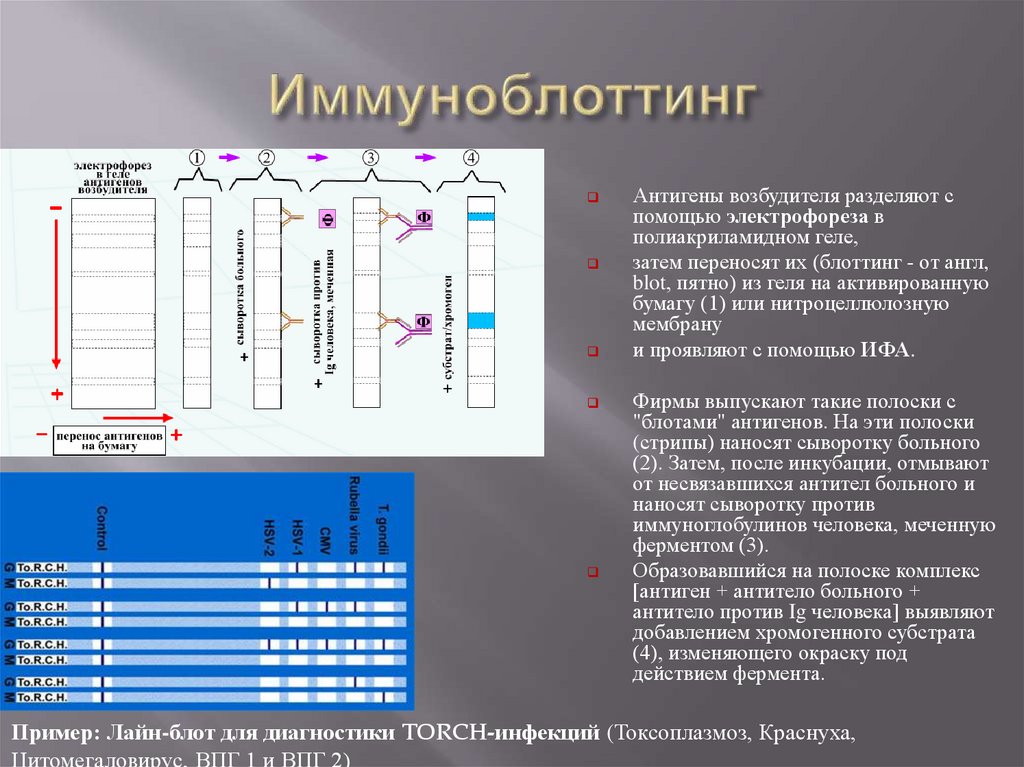 Igg иммуноблот. Иммунный блоттинг на ВИЧ. Иммуноблоттинг вестерн-блоттинг. Иммуноблоттинг микробиология. Электрофорез в полиакриламидном геле.