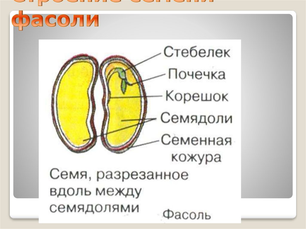 Строение семян двудольных растений строение семян однодольных растений презентация