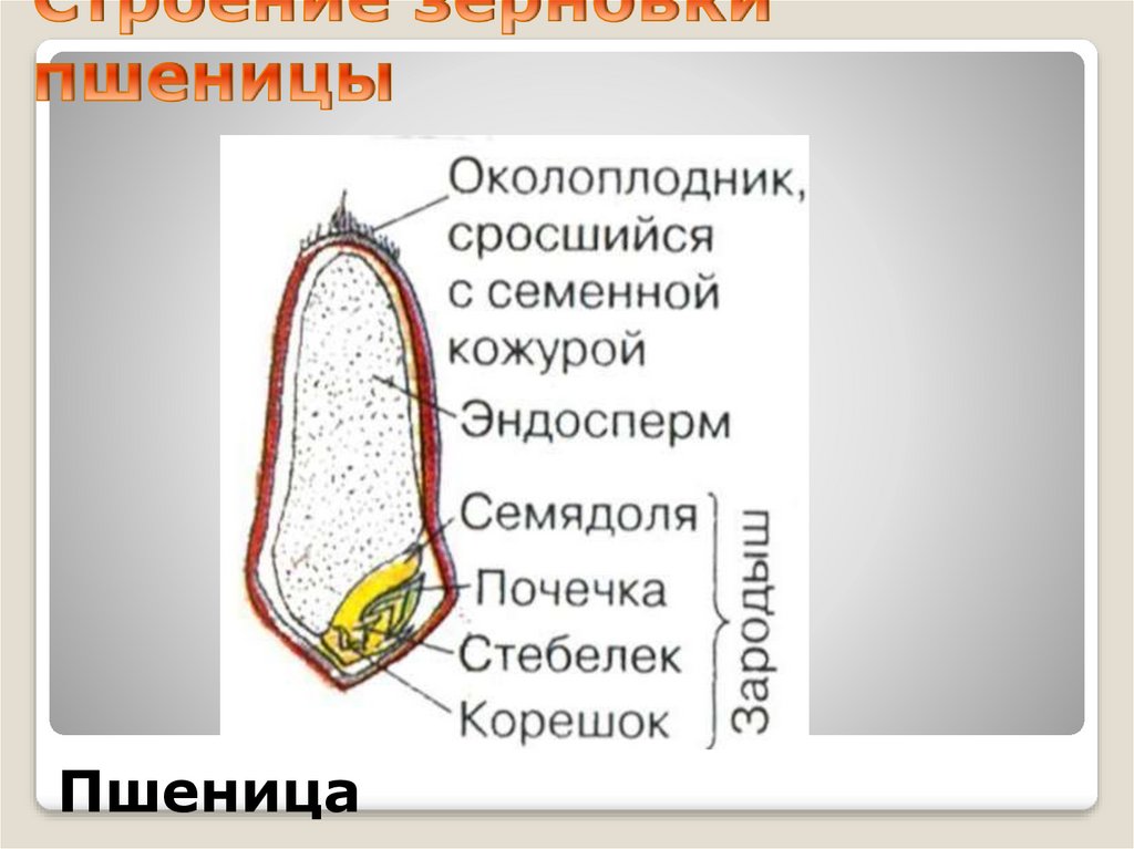 Строение зерновки пшеницы