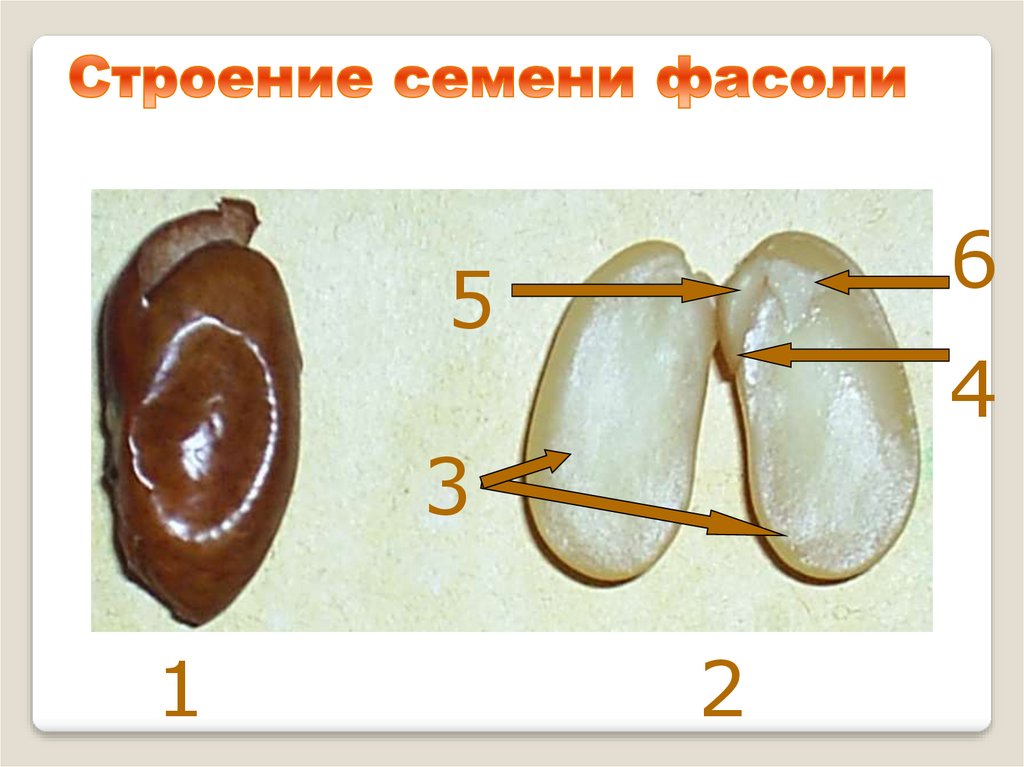 Семя фасоли строение