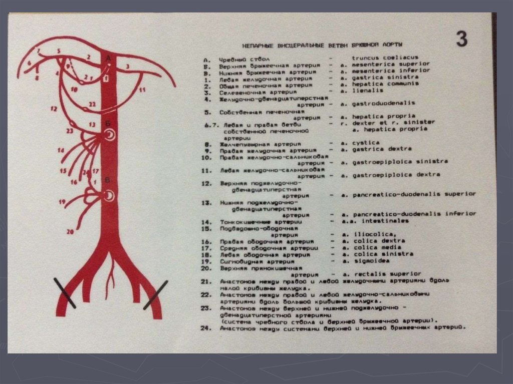 Анатомия ангиология в схемах