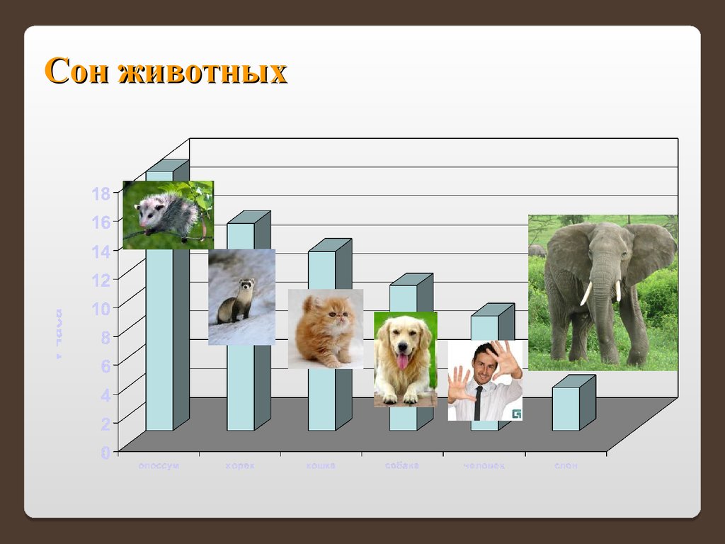 Проект сон животных