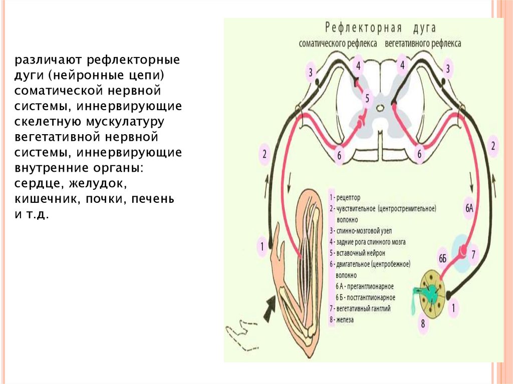 Дуги вегетативной нервной системы
