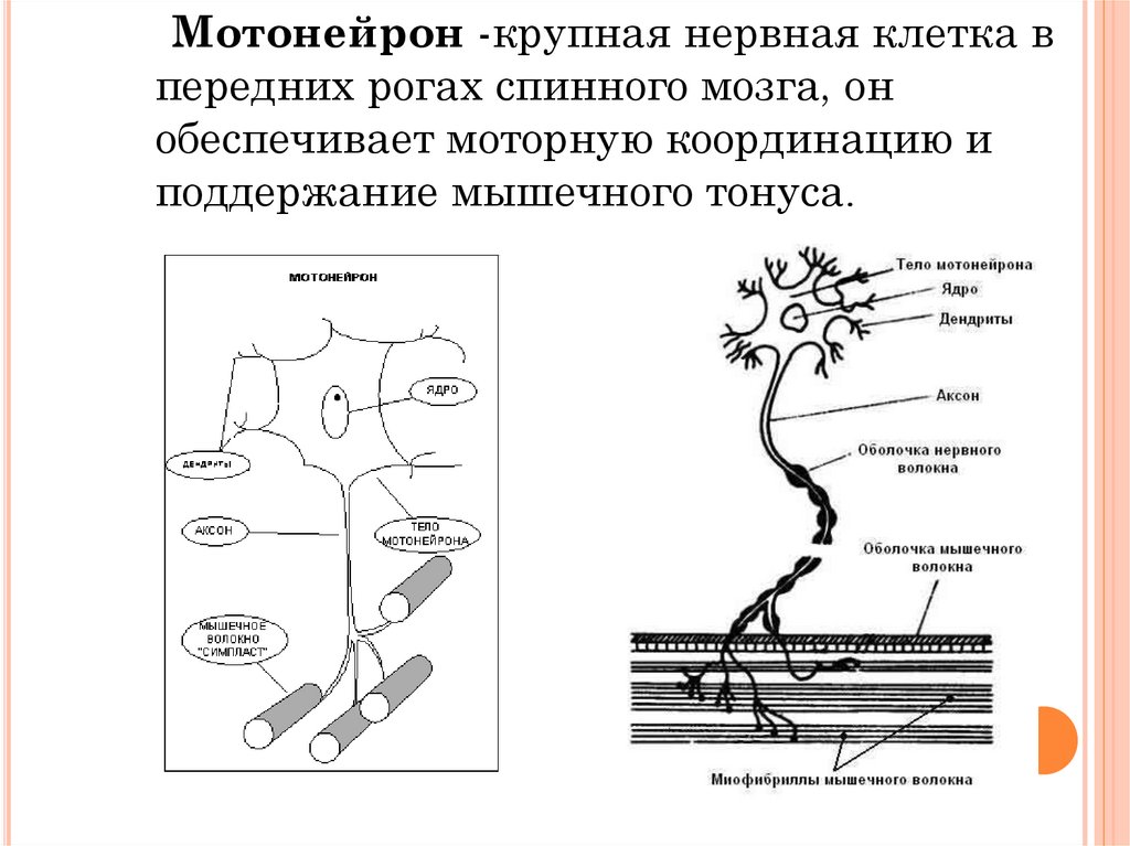 Нейроны спинного мозга характеристика. Альфа и гамма мотонейроны. Мотонейрон строение. Аксоны Альфа-мотонейронов путь. Мотонейрон это в физиологии.