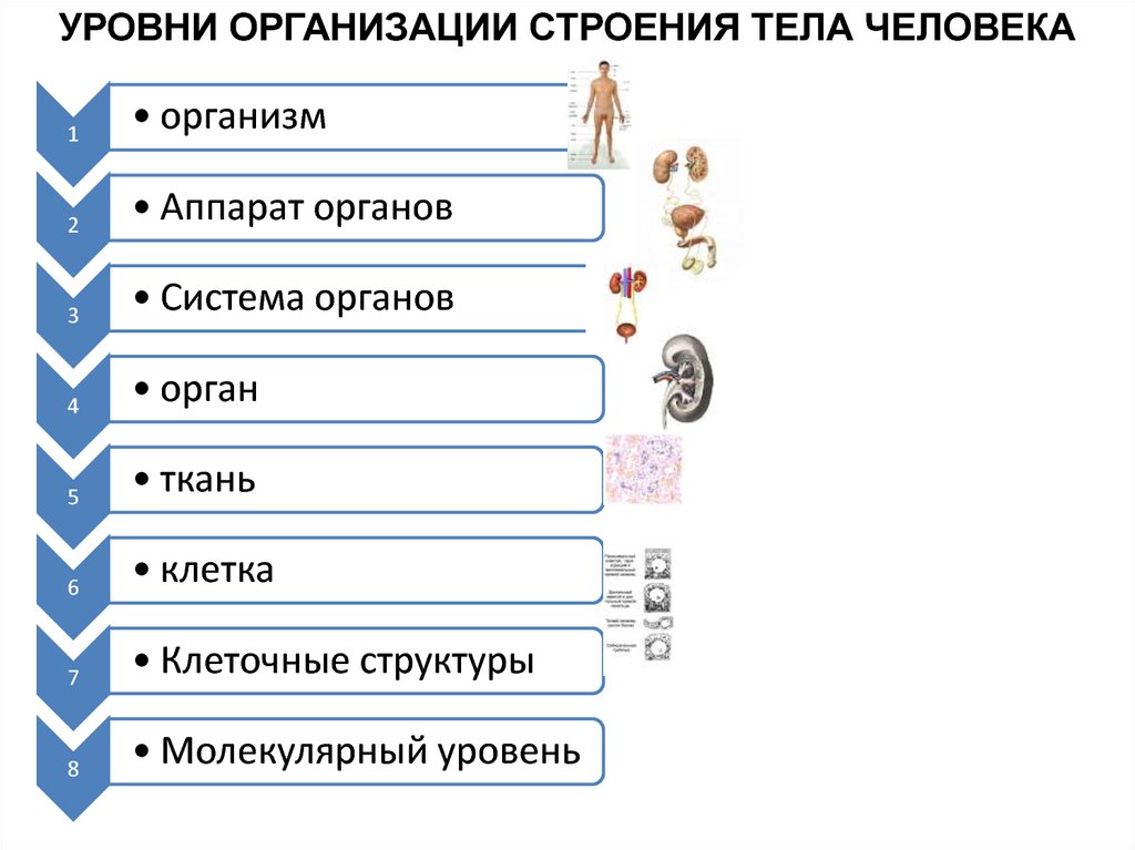 Схема осей и плоскостей в теле человека