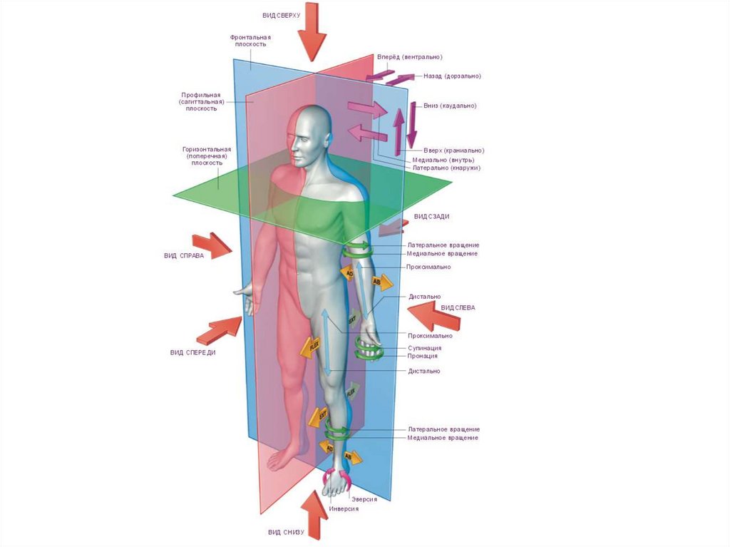 Плоскости направления. Плоскости и оси тела человека в анатомии. Оси вращения анатомия. Оси и плоскости тела человека анатомия на латыни. Схема осей и плоскостей в теле человека анатомия 22 оси.