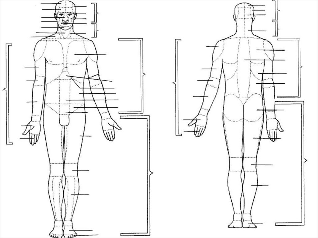 Три оси человека. Оси и плоскости в анатомии человека. Анатомическая терминология оси и плоскости. Проекция человека. Оси тела человека в анатомии.