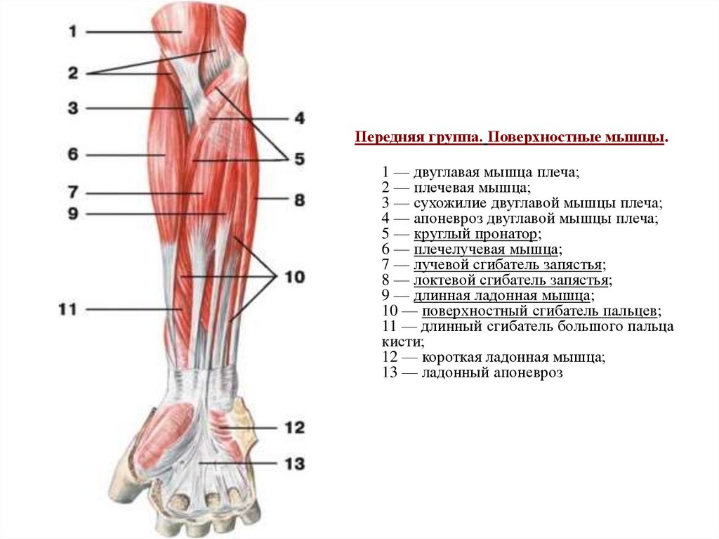 Плечелучевая мышца. Апоневроз Пирогова двуглавой мышцы. Сухожилие круглого пронатора. Круглый пронатор и плечелучевая мышца. Круглый пронатор плеча.