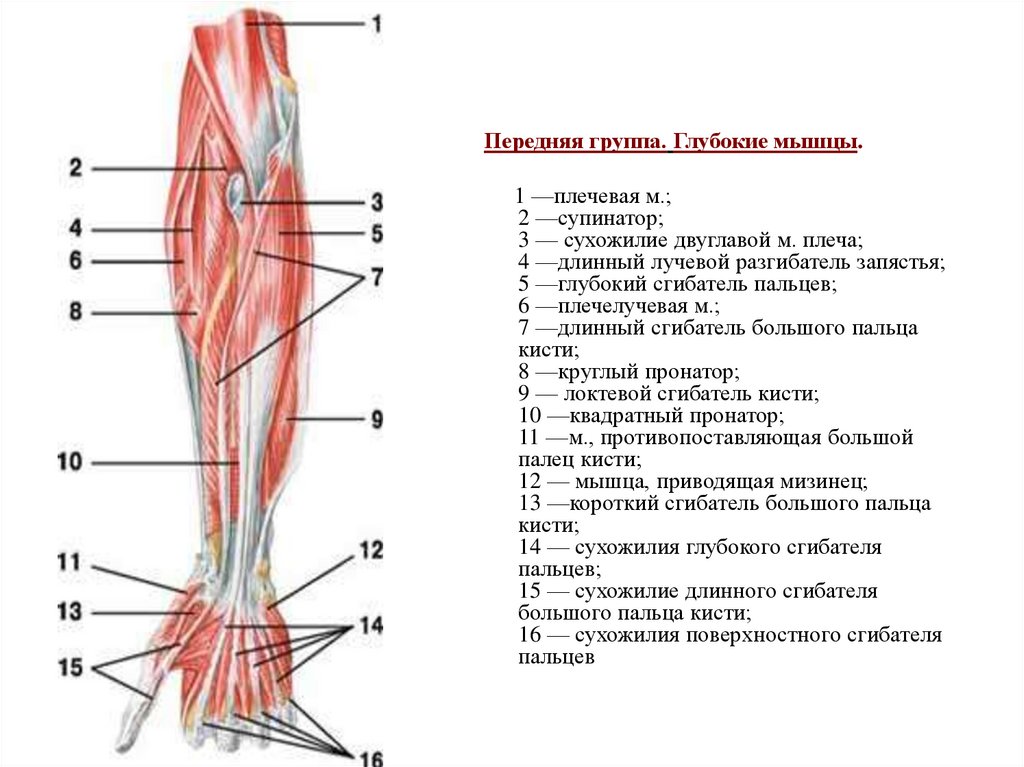 Мышцы предплечья передняя группа. Передняя группа. Глубокие мышцы. Поверхностный сгибатель пальцев кисти. Глубокий сгибатель пальцев мышца. Мышцы предплечья глубокий сгибатель пальцев.