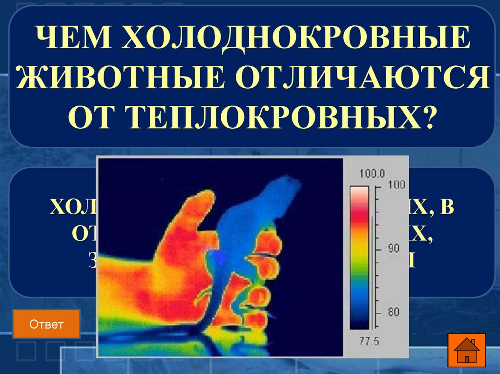 Теплокровность. Температура тела хладнокровных. Температура тела холоднокровных животных. Теплокровные и холоднокровные. Отличие холоднокровных от теплокровных животных.