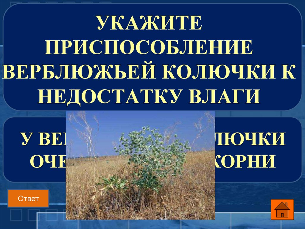 Укажите приспособления. Укажите приспособление верблюжьей колючки к недостатку влаги. Верблюжья колючка приспособления. Верблюжья колючка приспособления к среде. Верблюжья колючка приспособления к среде обитания.