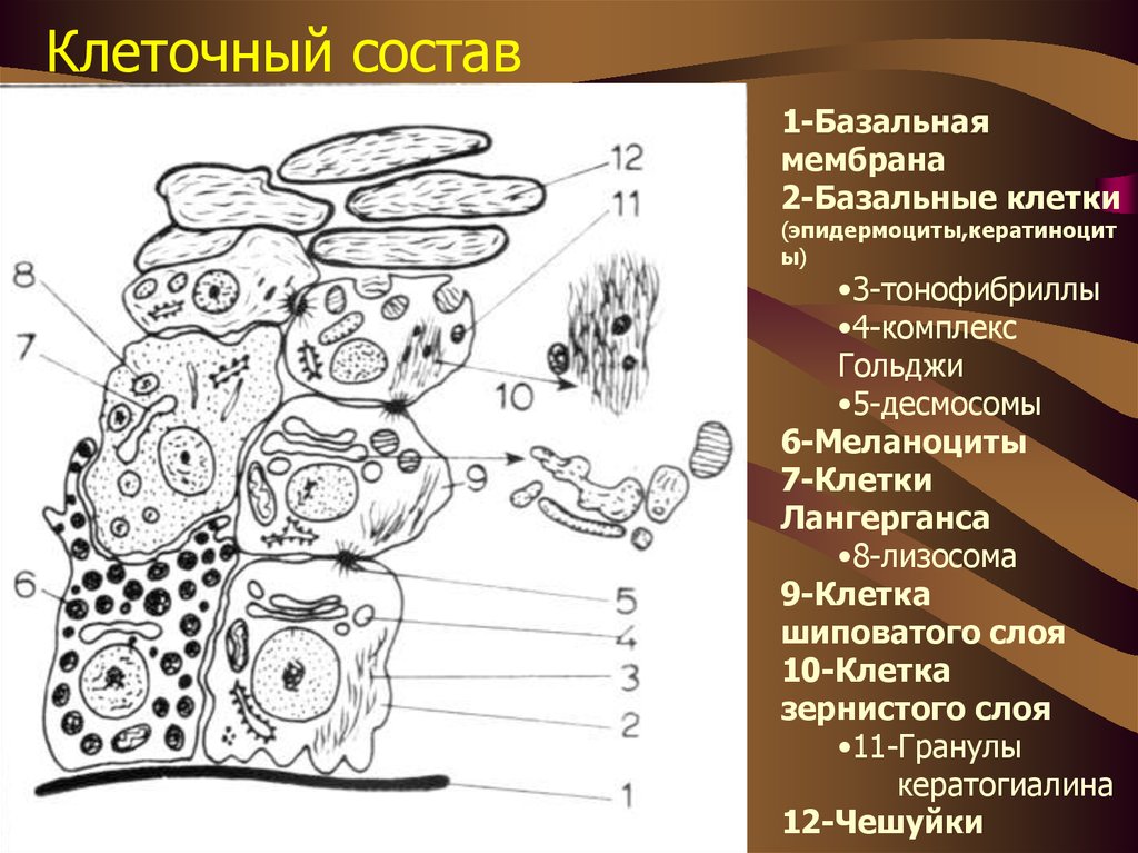 Состав клетки кожи