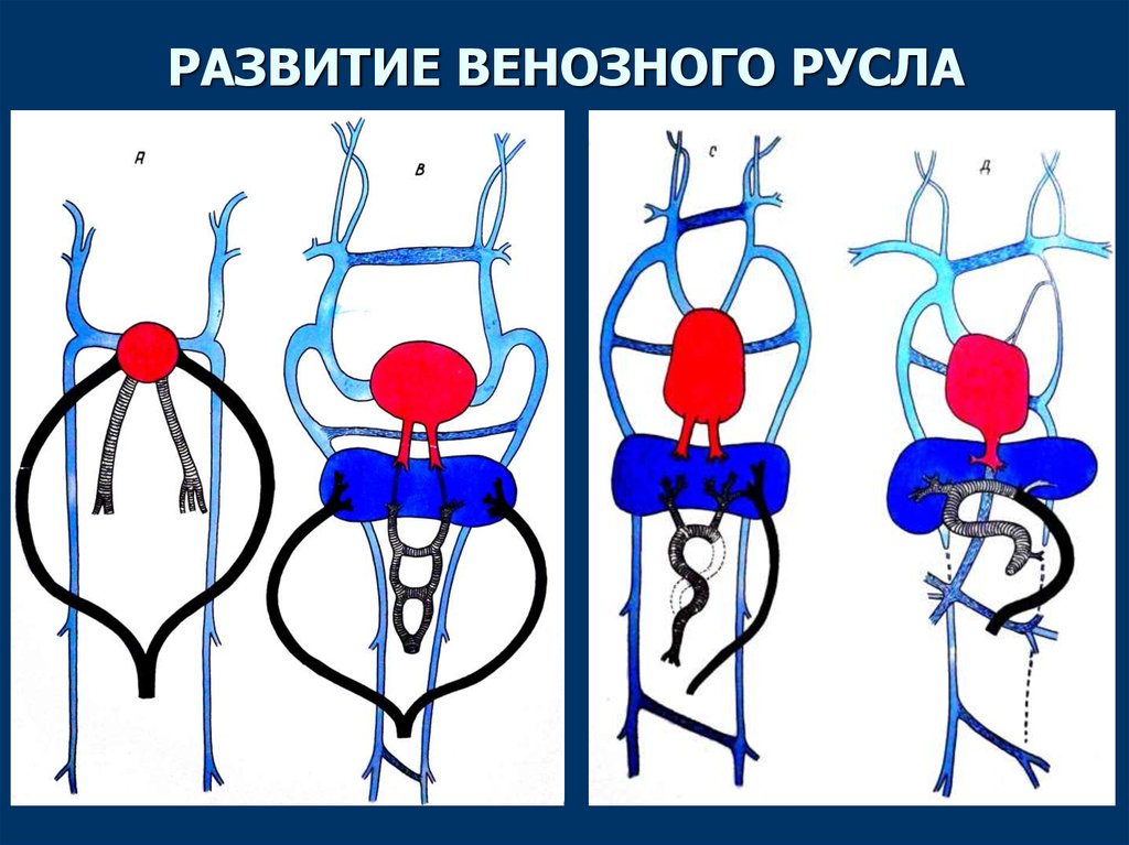 Развитие сердца презентация