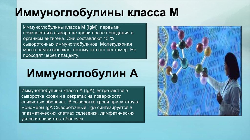 Иммуноглобулин 10 у ребенка. Сывороточные иммуноглобулины. Секреторный и сывороточный иммуноглобулин а. Иммуноглобулин проникающий через плаценту. Через плацентарный барьер проходит иммуноглобулин.