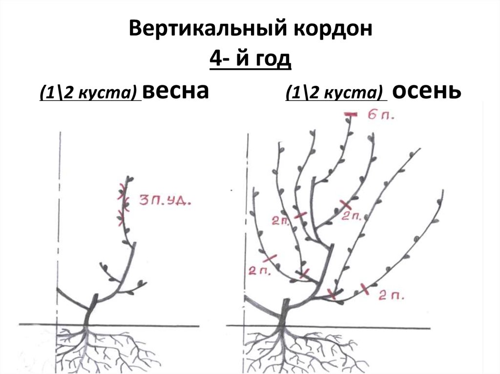 Формирование винограда весной