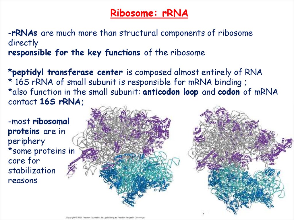 ribosome initiater t rna