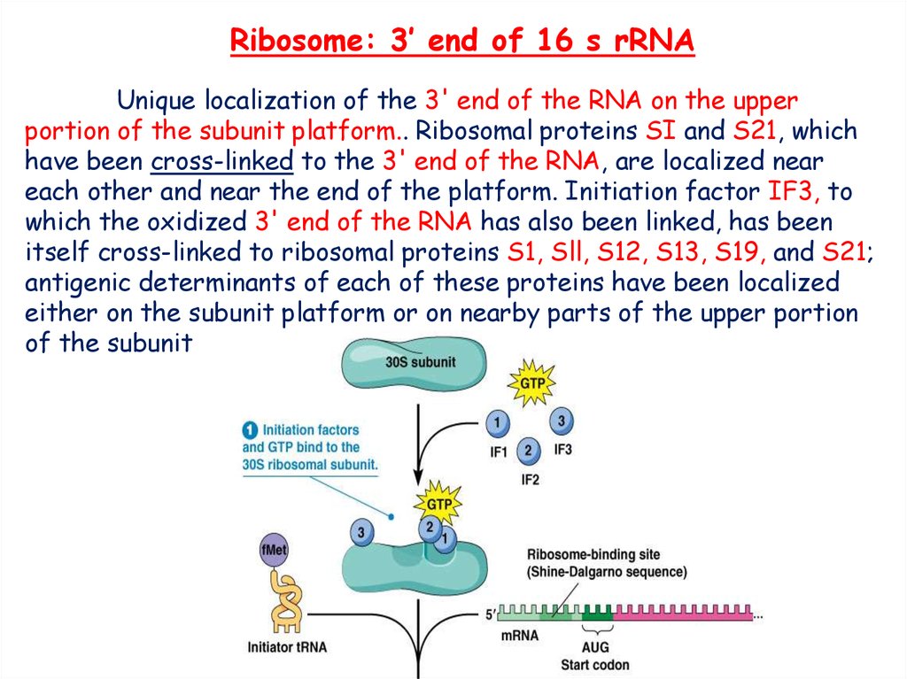 ribosome initiater t rna