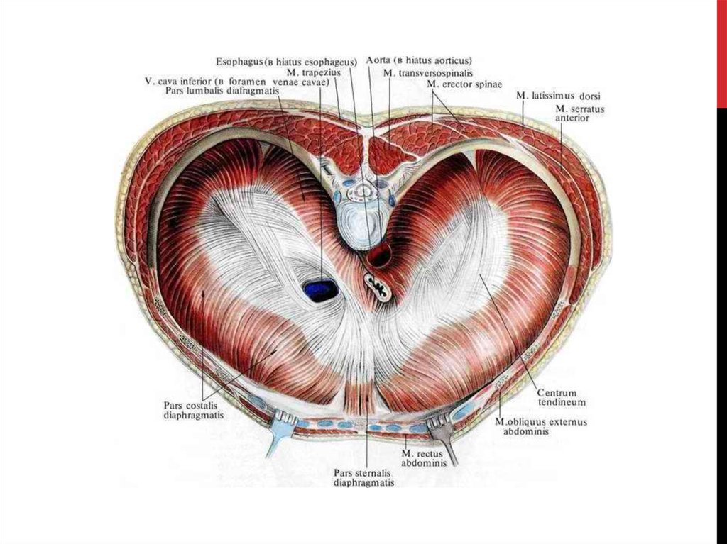 Диафрагма картинки анатомия