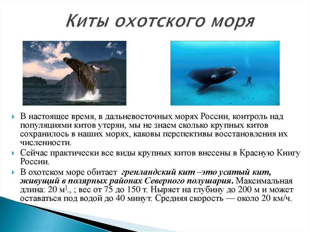 Охотское море презентация 9 класс