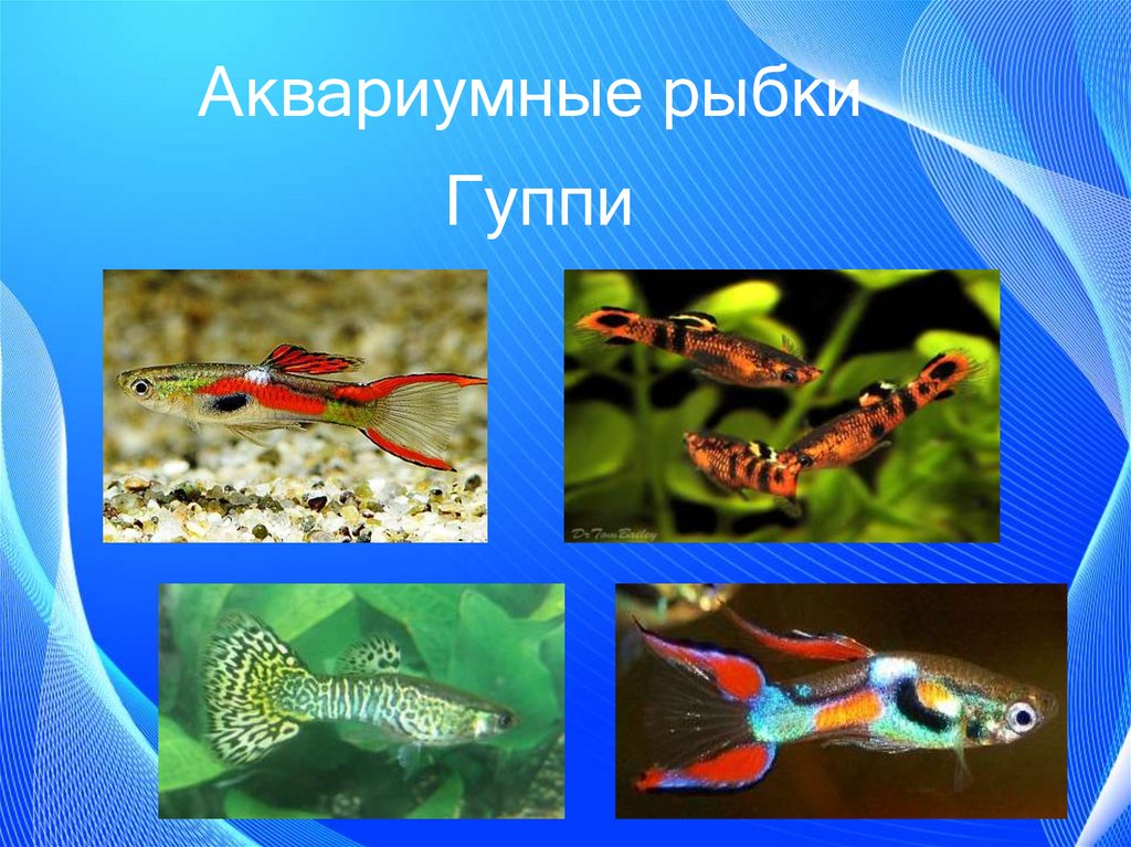 Презентация аквариумные рыбки