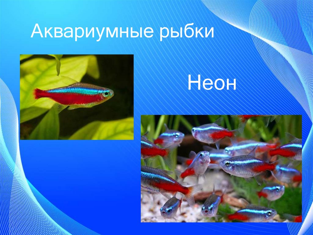 Презентация аквариумные рыбки. Неон рыба. Неоновые рыбки название. Аквариумные рыбки для презентации неон. Аквариумные рыбы презентация.