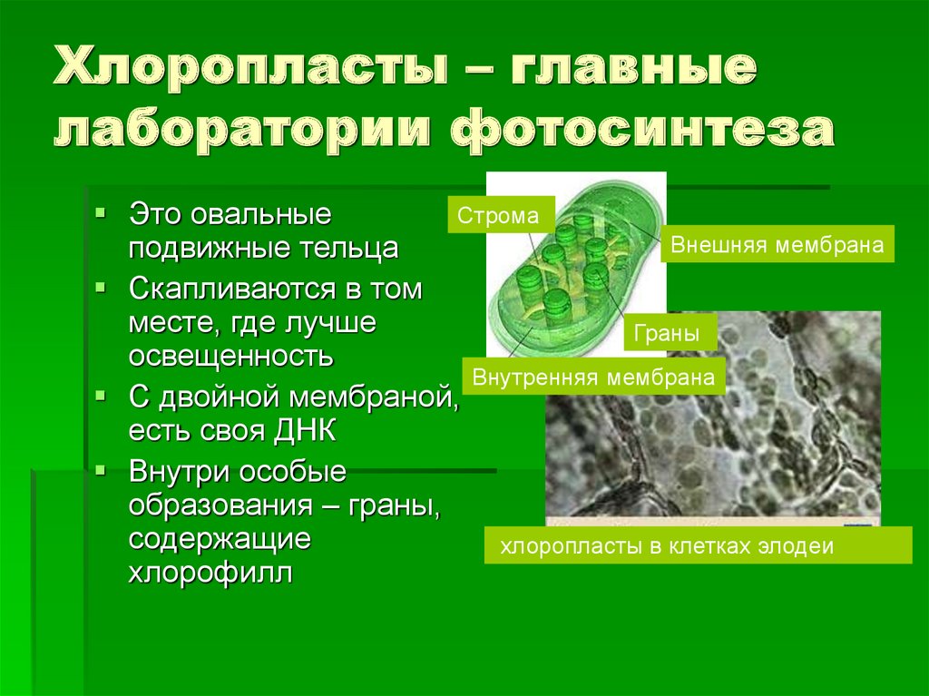 Организмы способные к фотосинтезу называют. Строма хлоропласта процесс фотосинтеза. Роль хлоропластов в процессе фотосинтеза. Процессы в хлоропластах. Фотосинтез хлоропласты хлорофилл.