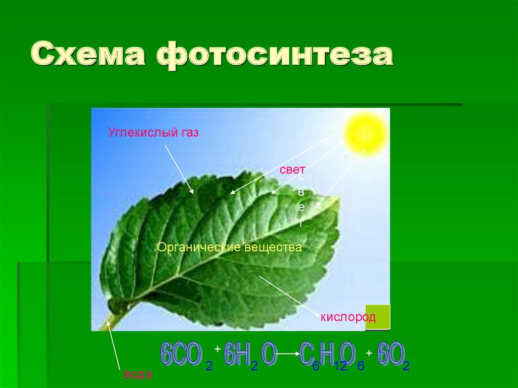 Фотосинтез схема 6 класс биология