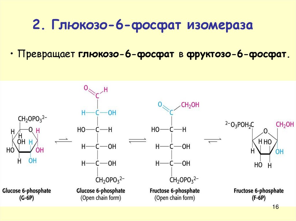 Фруктоза аминокислота. Глюкоза Глюкоза 6 фосфат. Реакция глюкозо 6 фосфат фруктозо 6 фосфат. D Глюкоза 6 фосфат. Превращение глюкозо 6 фосфата в фруктозо 6 фосфат.