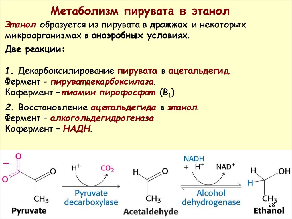Пировиноградная кислота образуется в результате. Метаболизм пировиноградной кислоты. ПВК пируват. ПВК пировиноградная кислота. Пируват это пировиноградная кислота.