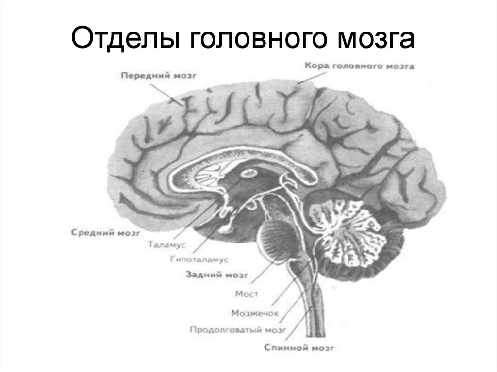 Отделы головного мозга человека схема