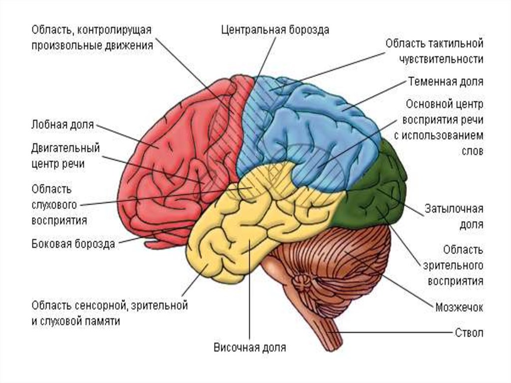 Выбери какими цифрами на рисунке обозначены следующие отделы мозга