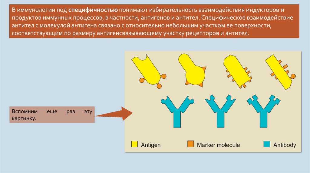 Антиген антитело что это. Механизм взаимодействия антигена с антителом. Взаимодействие антитела с антигеном иммунология. Специфичность антигена это иммунология. Специфичность взаимодействия антитело-антиген.