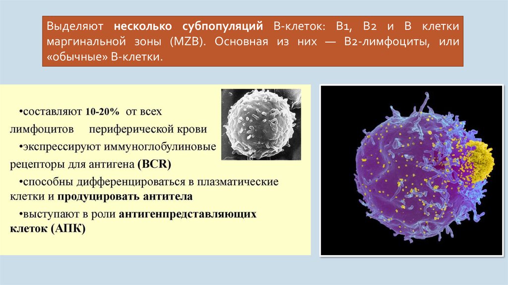 Селезенка лимфоциты. В лимфоциты маргинальной зоны селезенки. В1 и b2 лимфоциты. Фолликулярные б лимфоциты. Б лимфоциты маргинальной зоны.