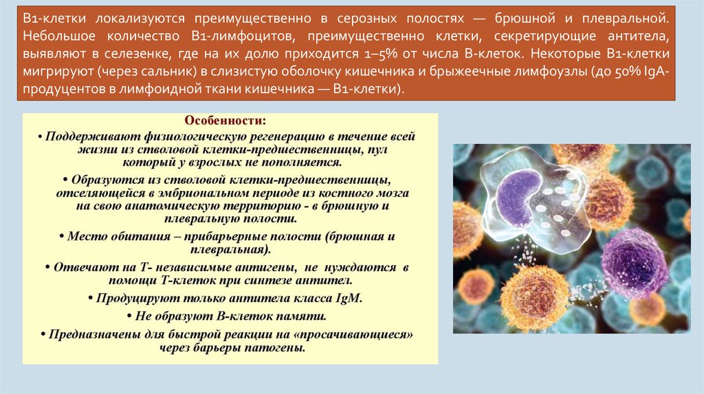 Стволовые клетки селезенки. Клетки образующие антитела. Где локализуются антигены и антитела. Ткань вырабатывающая антитела. Стволовые клетки кишечника презентация.