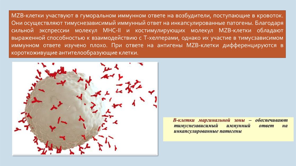 Какие клетки принимают участие. Костистимулирующие молекулы. Клетки участвующие в иммунных реакциях. Костимулирующие молекулы иммунного ответа. Клетки не участвующие в специфических иммунных реакциях.