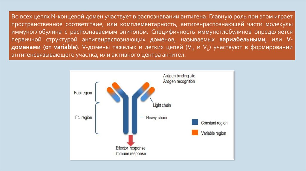 Домены антител. Активный центр антигена. Антиген антитело. Молекулы распознающие антигены. Специфичность антигена.
