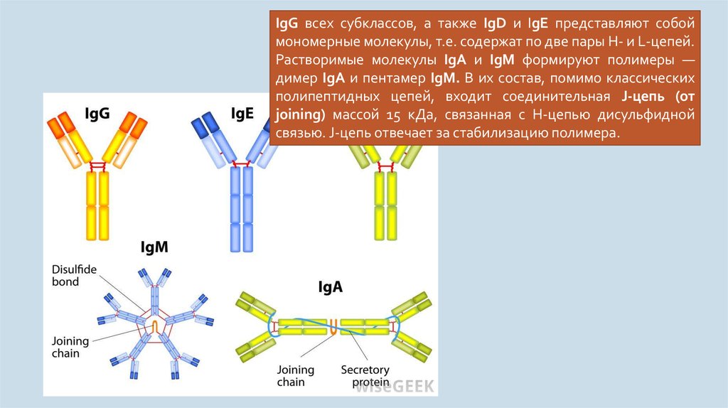 Ige антител. Субклассы IGG. IGM, реагирующий с l-цепями IGG. Субклассов иммуноглобулинов а. Н-цепи l-цепи антитела.