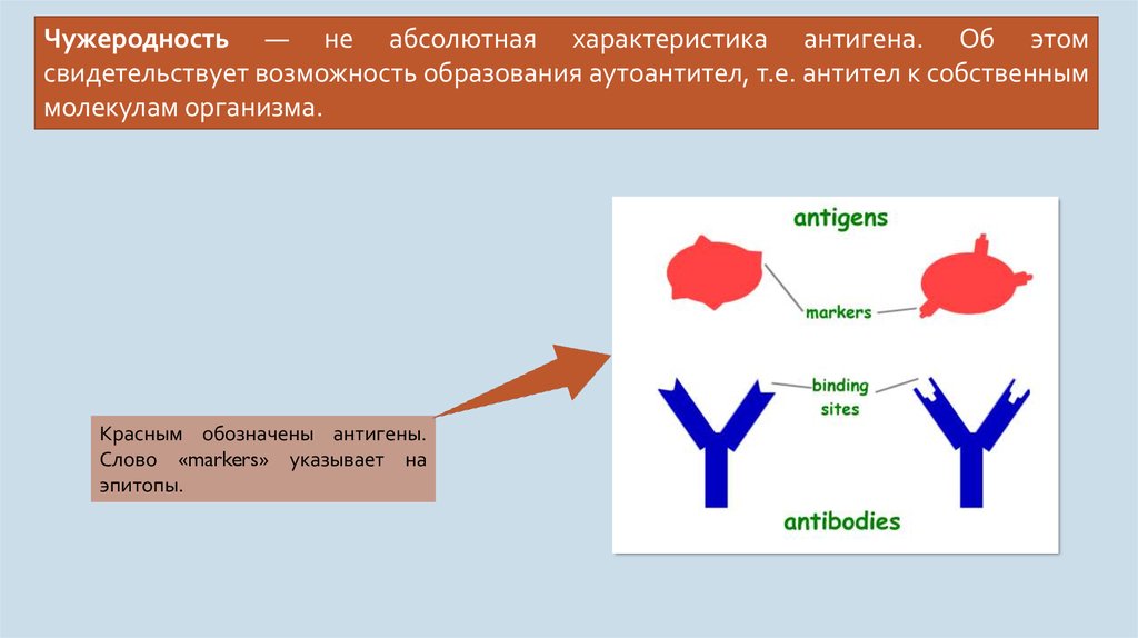 Антиген определение. Чужеродностб анттигегаю. Чужеродность иммунология. Антигены по степени чужеродности. Источники антигенов.