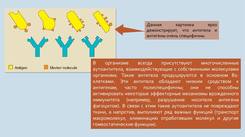 Эли н тест 12