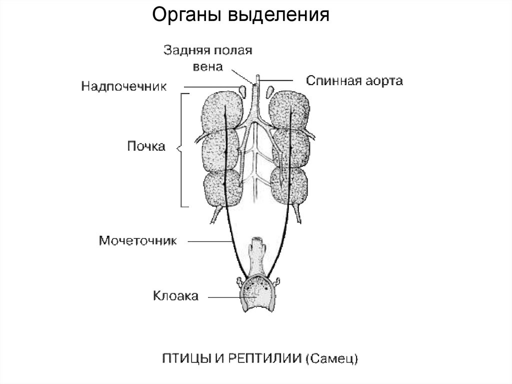 Кишечник мочеточники открываются в клоаку. Выделительная система пресмыкающихся схема. Половая система рептилий схема. Строение выделительной системы пресмыкающиеся. Выделительная система рептилий.