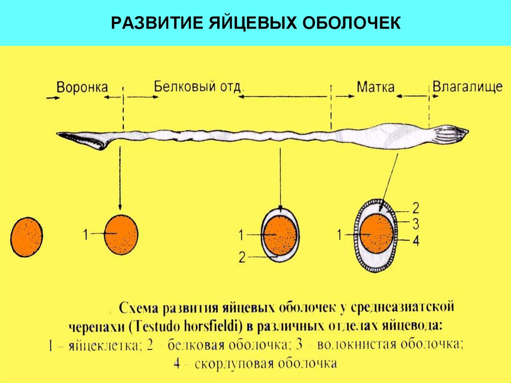 Назовите яйцевые оболочки обозначенные на рисунке цифрами 1 и 2 укажите