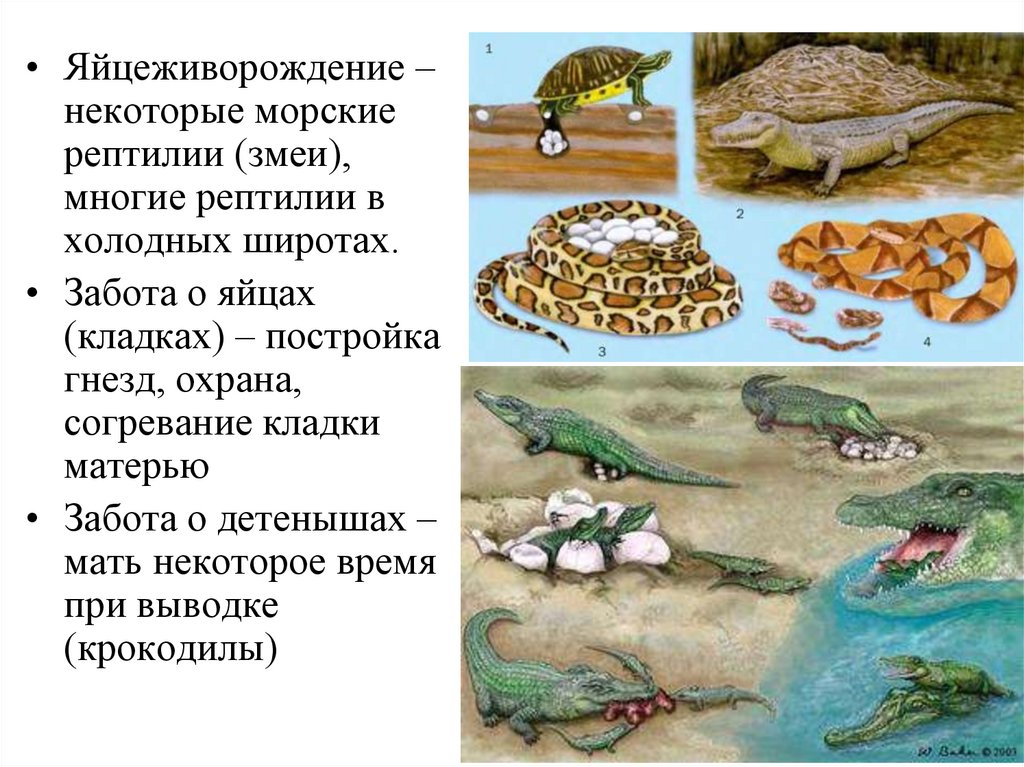 Рептилии 7 класс