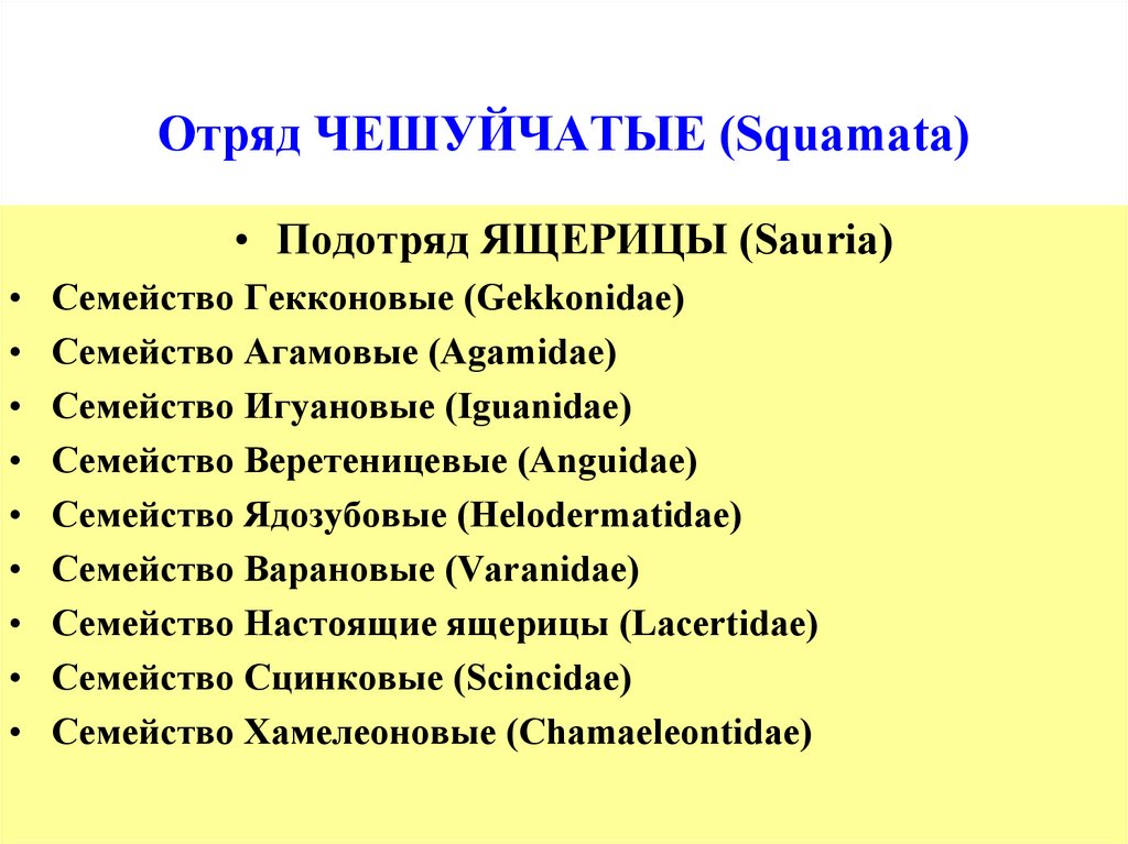 Подотряд. Отряд чешуйчатые систематика. Классификация чешуйчатых. Характеристика отряда чешуйчатые. Полная классификация отряда чешуйчатые.