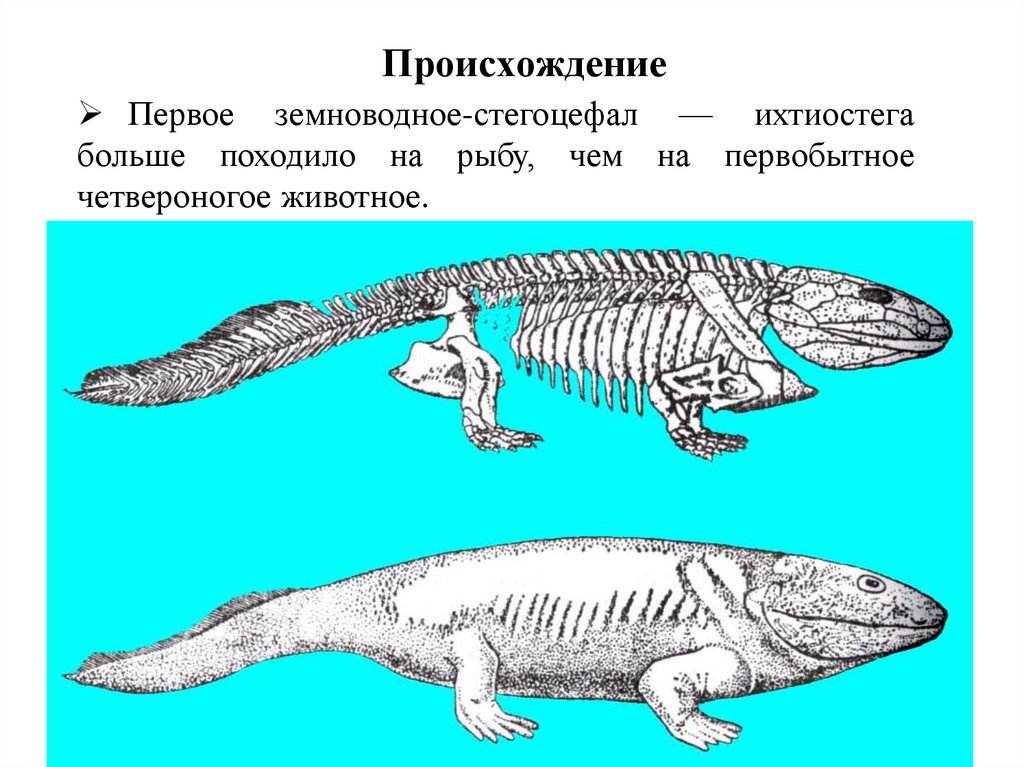 На рисунке изображен стегоцефал вымершее животное появившееся на земле около 400 млн лет назад