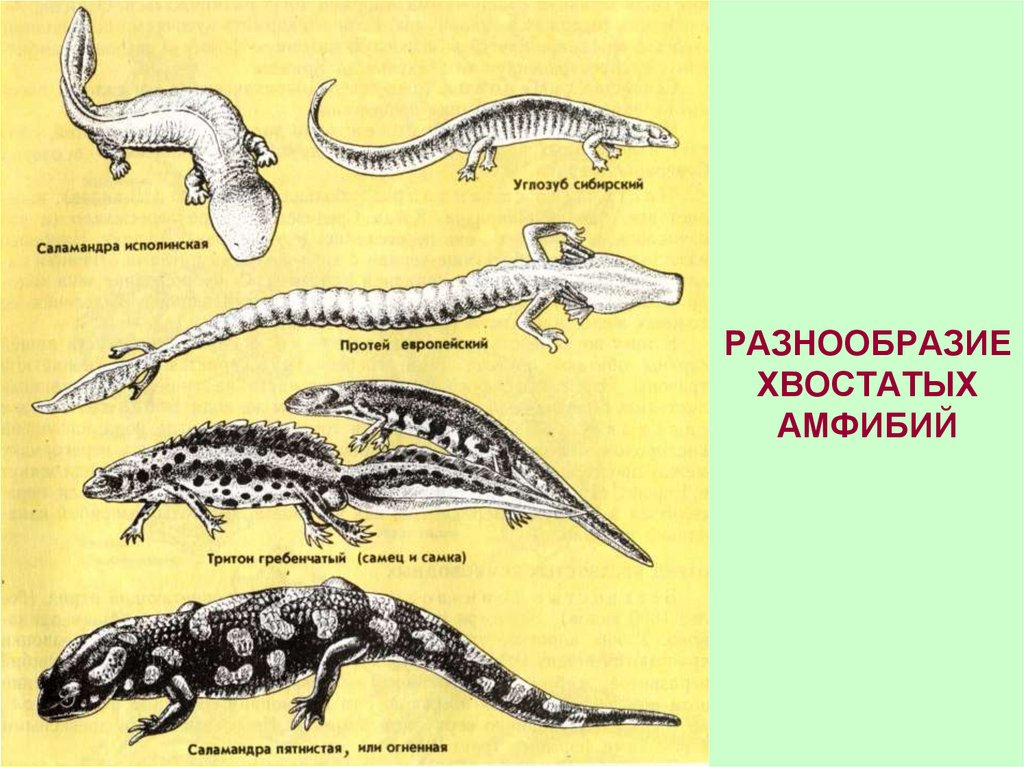 У амфибий прямое развитие