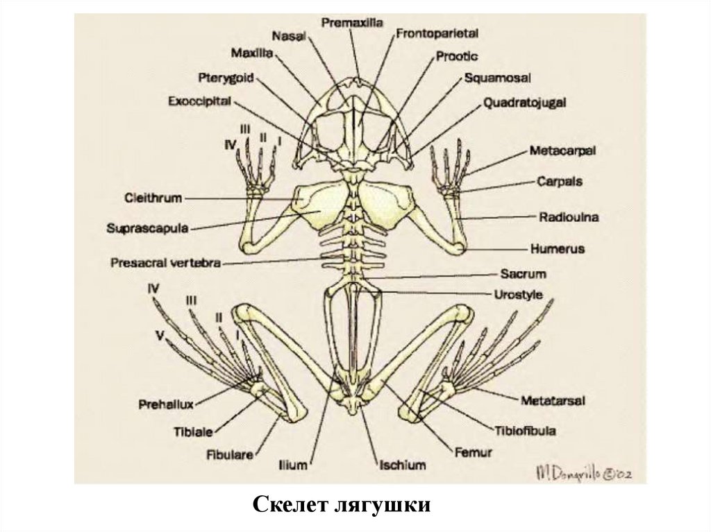 Схема строения конечностей наземного позвоночного