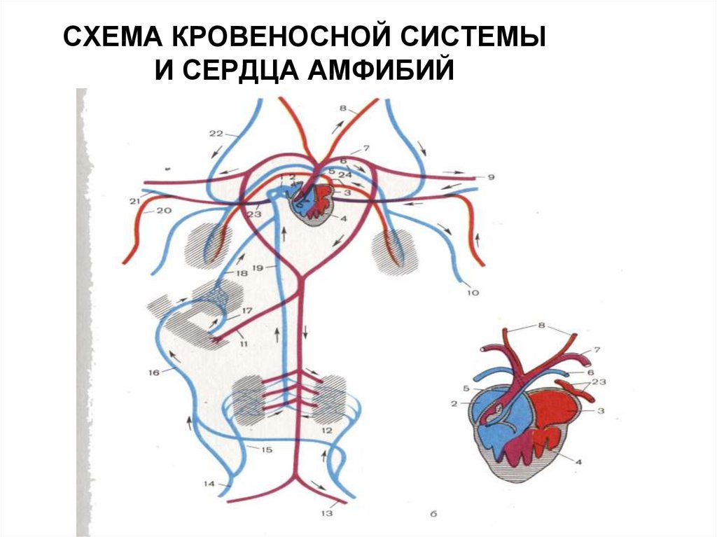 Особенность кровообращения земноводных. Строение кровеносной системы амфибий схема. Схема кровеносной системы и сердца лягушки. Кровеносная система земноводных схема. Схема кровеносной системы лягушки артериальная.