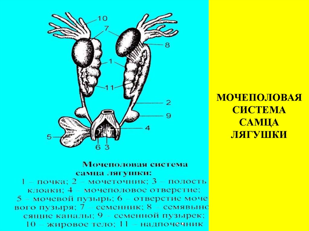 Половая система класс земноводные